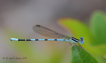 Argia bipunctulata, male